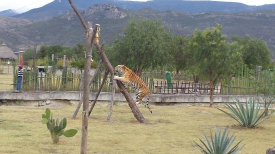 Cerro del Fortín